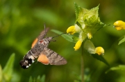 Kolibrievlinder 06